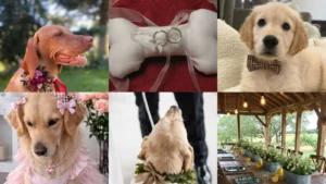 20+ Adorable Dog Wedding Ideas Your Pup Will Love
